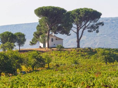 Çam ağaçları ve badanalı bir ev üstünde tepe-in tepe - Villafranca del Bierzo, Kastilya ve Leon, İspanya