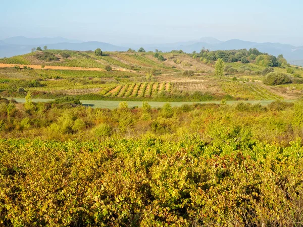 马德里别尔索 Camponaraya 卡斯蒂利亚和里昂 西班牙 在收割前的秋季葡萄园 — 图库照片