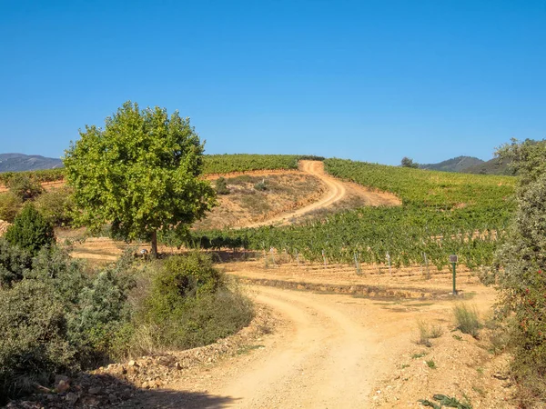 Toprak Yol Yalak Üzüm Bağları Şarap Ülke Villafranca Del Bierzo — Stok fotoğraf