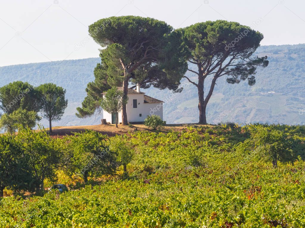 Pine trees and a whitewashed house on top of the hill - Villafranca del Bierzo, Castile and Leon, Spain