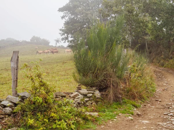 Pastoreo Ganado Casi Invisible Niebla Matutina Laguna Castila Castilla León — Foto de Stock