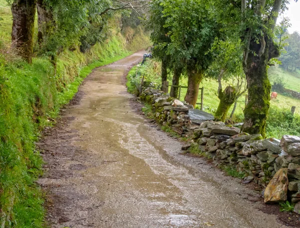 Błotniste Ścieżki Camino Wzdłuż Mokre Ściany Kamienne Deszczu Fonfria Galicja — Zdjęcie stockowe