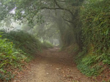 Camino hacı sabah sis - Montan, Galiçya, İspanya'kaybolur