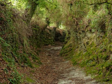 Camino izlemek yemyeşil yeşil bitki örtüsü ile - Montan, Galiçya, İspanya
