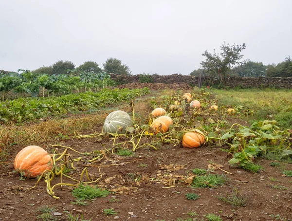Ripe pumpkins in a veggie patch ready to be harvested - Furela, Galicia, Spain
