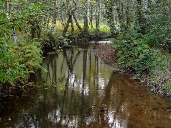 Ruisseau Peu Profond Dans Les Bois Melide Galice Espagne — Photo