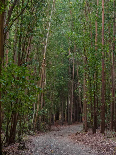Camino yolu bir yoğun okaliptüs ormanı - Santa Irene, Galica, İspanya