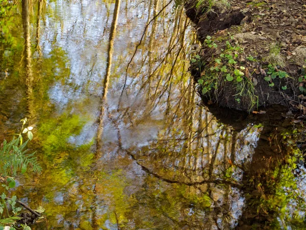 Yansımaları Amenal Nehri - Arca O Pino, Galiçya, İspanya