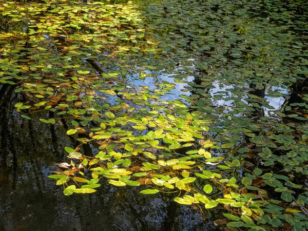 Les Feuilles Flottent Sur Tambre Negreira Galice Espagne — Photo