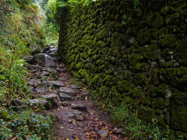 Camino sonbahar - Cee, Galicia, İspanya'da yağmurlu bir günde bir yosun kaplı duvar boyunca izlemek