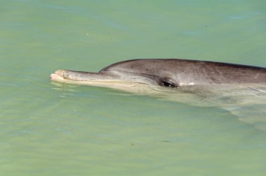 Meraklı yunus - Maymun Mia