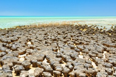 Stromatolites-Hamelin Pool-Denham