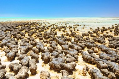 Stromatolites at Hamelin Pool - Denham clipart