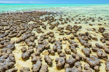 Stromatolites at Hamelin Pool - Denham clipart