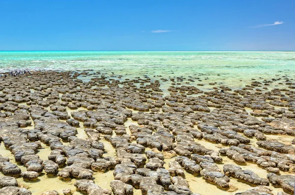 Stromatolites-Hamelin Pool-Denham