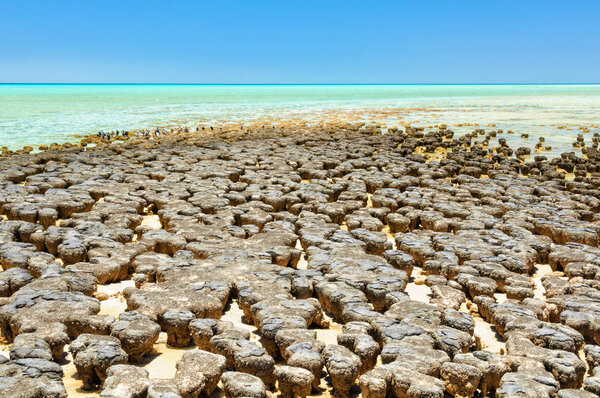 Stromatolites at Hamelin Pool - Denham