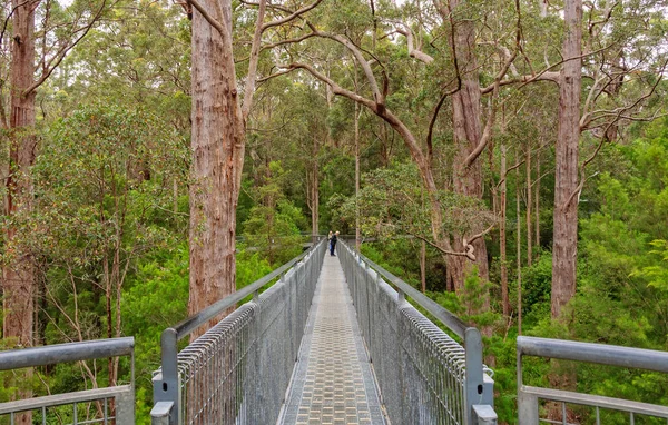 Tree Top Walk - Walpole