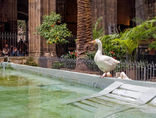 Catedral de Santa Eulália - Barcelona — Fotografia de Stock