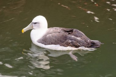 Utangaç Albatros - Göller Girişi