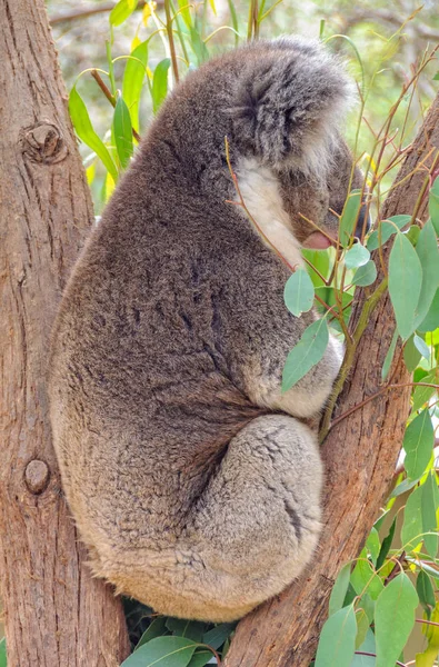 Koala - Gezondheidsstad — Stockfoto