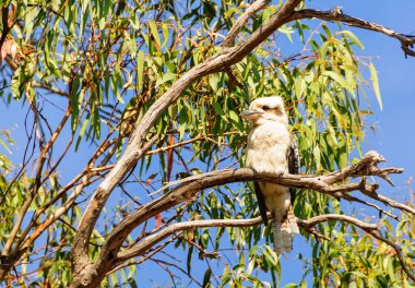 Laughing Kookaburra - Lorne