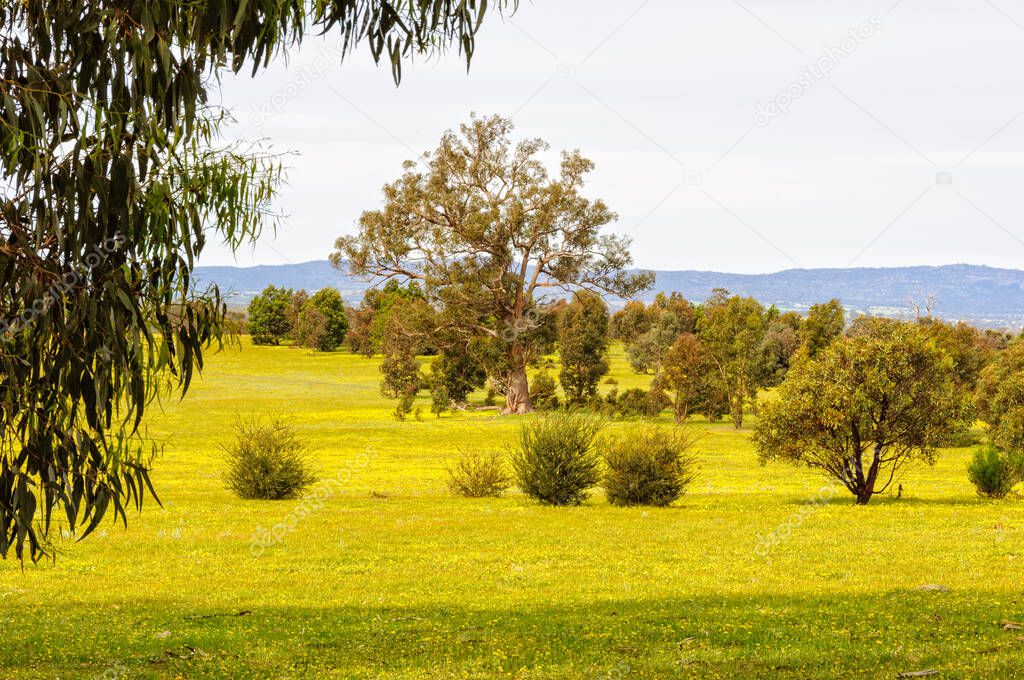 Green pastures covered with yellow wild flowers - Grampians, Victoria, Australia