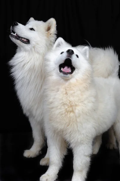 Dos Perro Samoyedo Fondo Negro Samoyedo Una Raza Perro Pastoreo — Foto de Stock