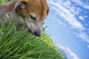 Köpekler yemek çimen, evde beslenen hayvan sağlık kavramı eğilimli olduğunu