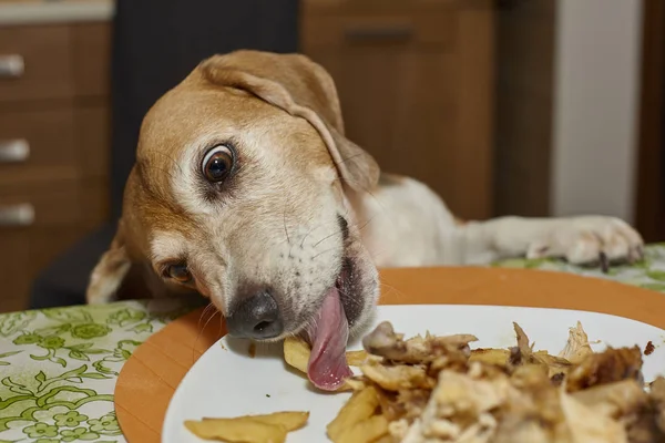 Beagle Hund Leckt Teller Vom Tisch — Stockfoto