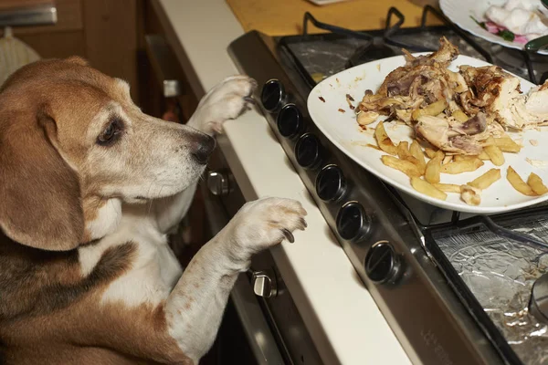 Beagle Hund Sucht Teller Vom Tisch Stockbild