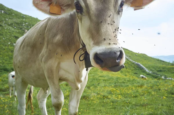 Vacas Pastam Campo Com Moscas Focinho — Fotografia de Stock