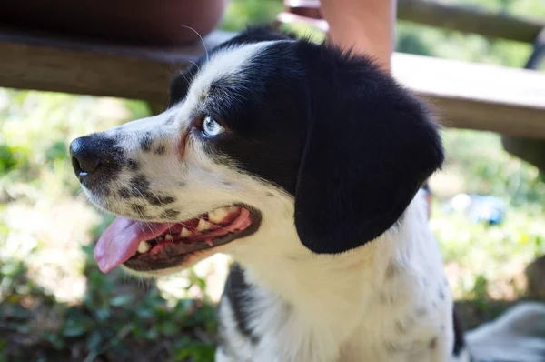 小狗牧羊犬狗简介 — 图库照片