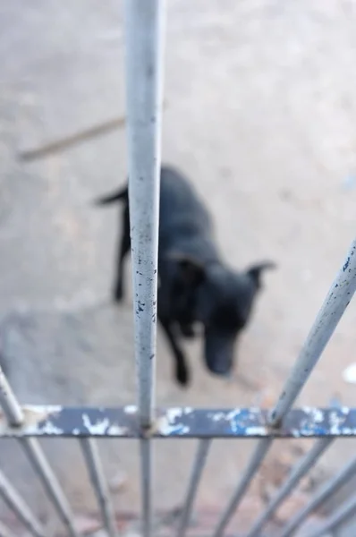 Verschwommener Hund hinter Gittern — Stockfoto