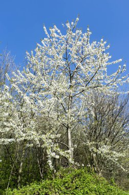 Çiçek açmış kiraz ağacı