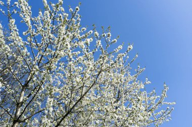 çiçek kiraz dalları