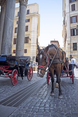 yorgun üzgün at turistler için bekliyor