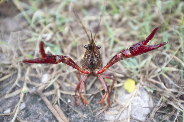 Ataques de lagostins do pântano vermelho selvagem ! — Fotografia de Stock