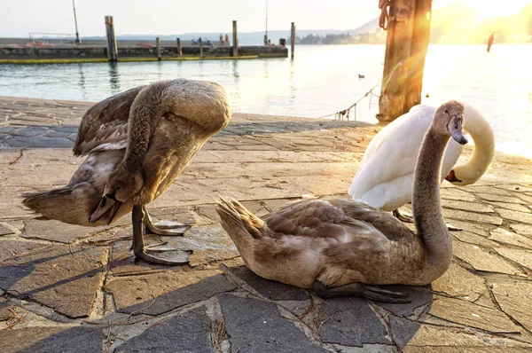 Cisnes en la luz del atardecer —  Fotos de Stock