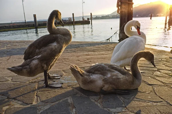 Cisnes en la luz del atardecer —  Fotos de Stock