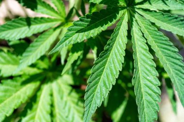 Yakın plan marihuana yaprakları.