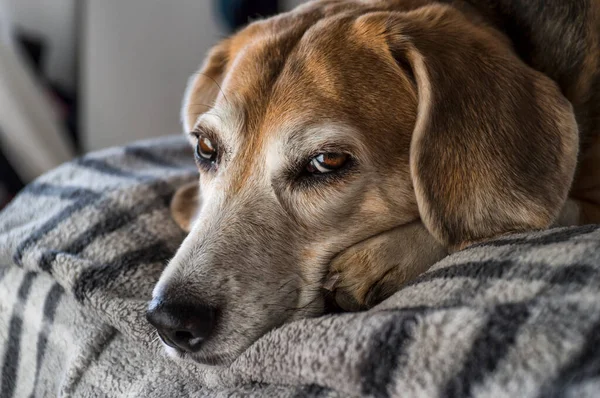 Nahaufnahme Eines Alten Beagle Hundes Liegen — Stockfoto