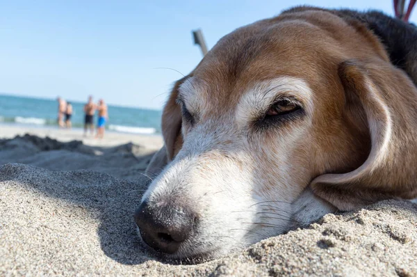 Nahaufnahme Eines Alten Beagle Hundes Mit Verengten Augen Der Strand — Stockfoto