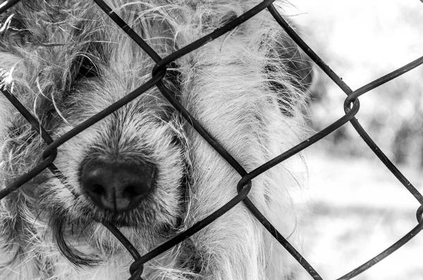 sad dog watching people go from behind a fence