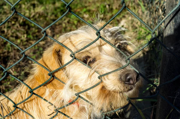 Netter Hund Mit Der Nase Aus Dem Zaun Bereit Für — Stockfoto