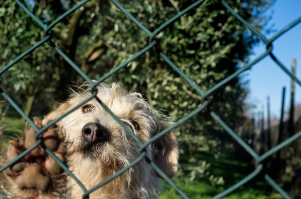 Lustiger Hund Grüßt Mit Pfote Durch Den Zaun — Stockfoto