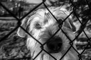 Üzgün köpek insanları çitin arkasından seyrediyor.