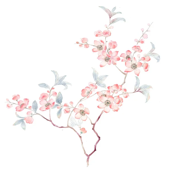 水彩树枝和花 — 图库照片