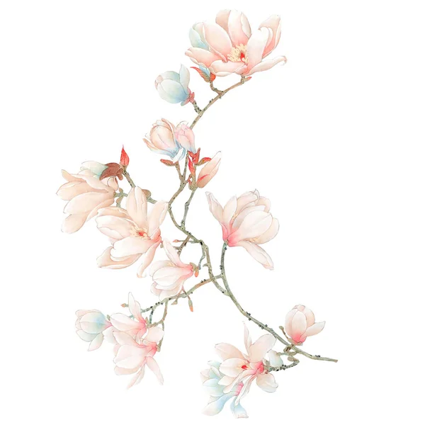 Aquarel Magnolia Bloemen Takken — Stockfoto