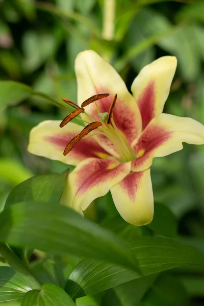 Lírios Amarelos Vibrantes Jardim Verão Padrão Floral Lírios Ásia Europa — Fotografia de Stock