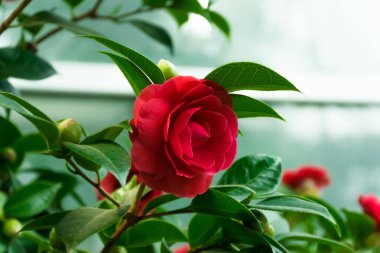 Yeşil yapraklarda yetişen kamelya japonica 'nın kırmızı çiçeğinin kaybolması.